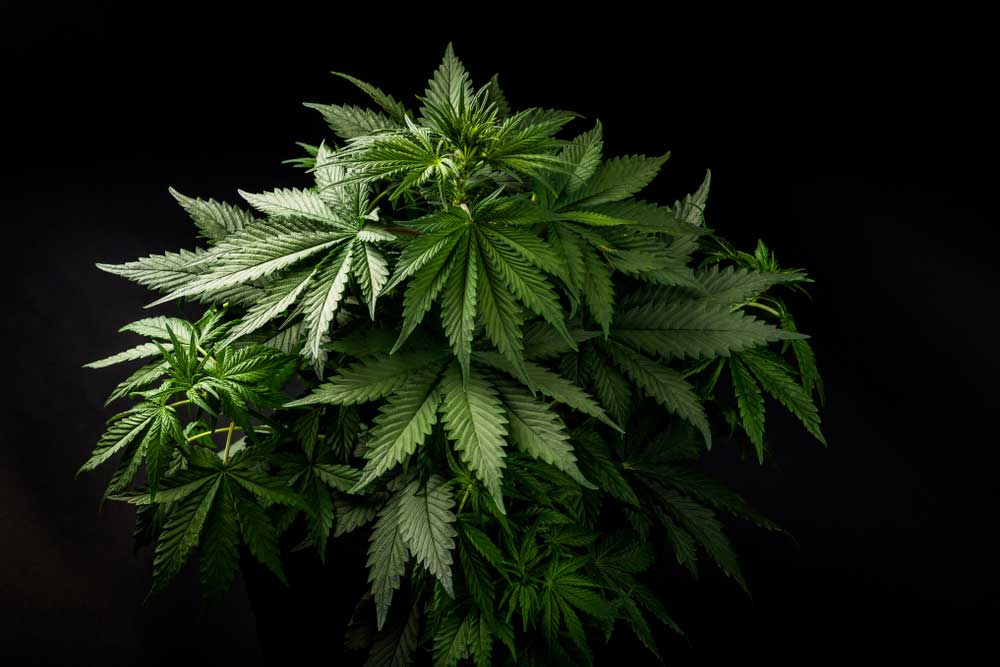 Lollipopping Cannabis The Right Way: A Guide