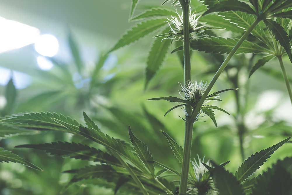 Male VS Female Weed: Everything You Need to Know