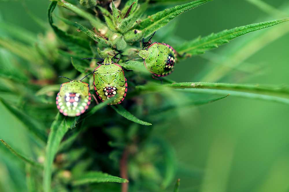 Pests, Bugs, and Viruses in Marijuana and Solution