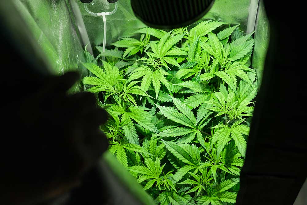 Sea of Green (SoG) Marijuana Grow Method Tutorial
