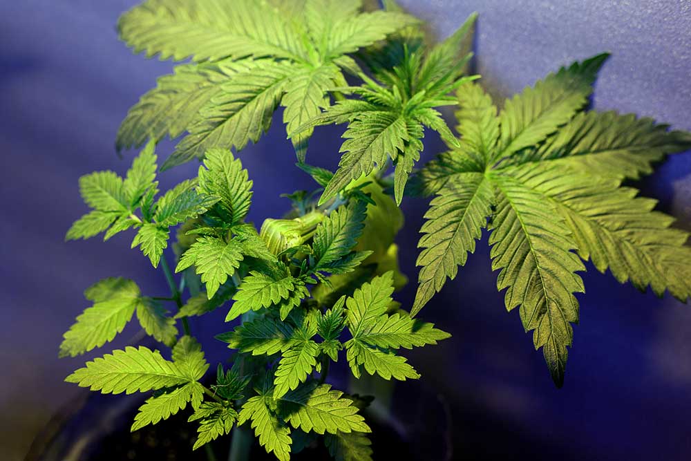 Simple Secret to Bigger Marijuana Yields: Super Cropping Cannabis