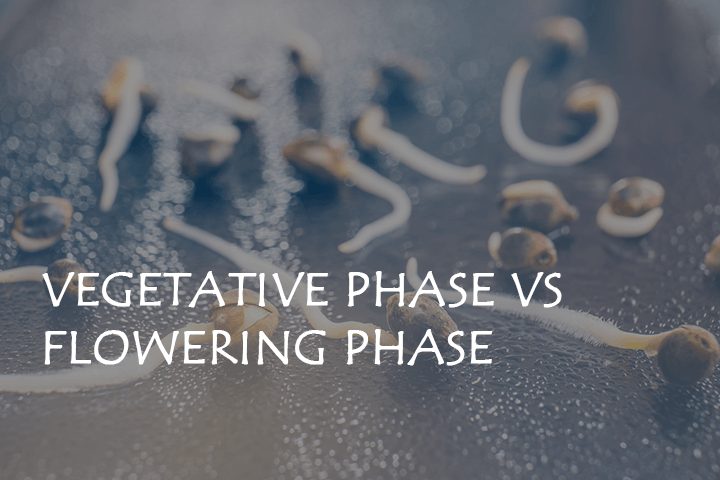Marijuana Light Schedules: Vegetative Phase VS Flowering Phase