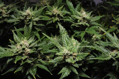 10 Cannabis Strains Perfect for Insomnia