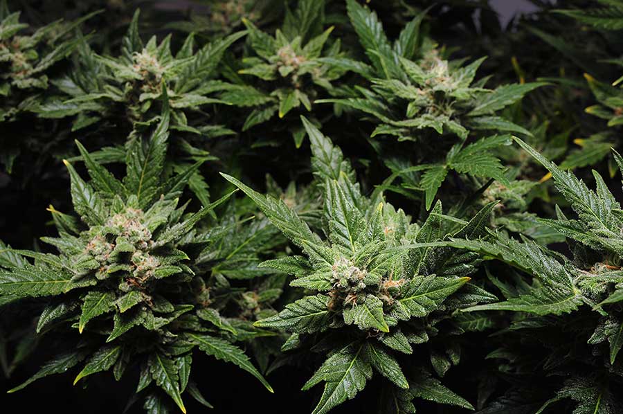 10 Cannabis Strains Perfect for Insomnia