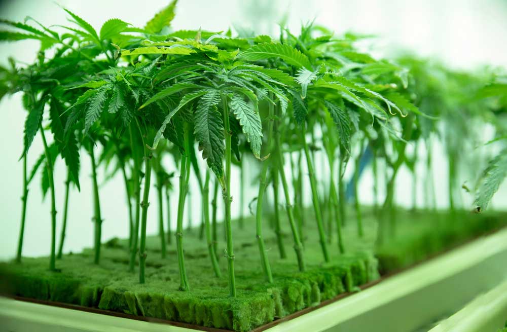 How Long Does It Take to Grow Weed?