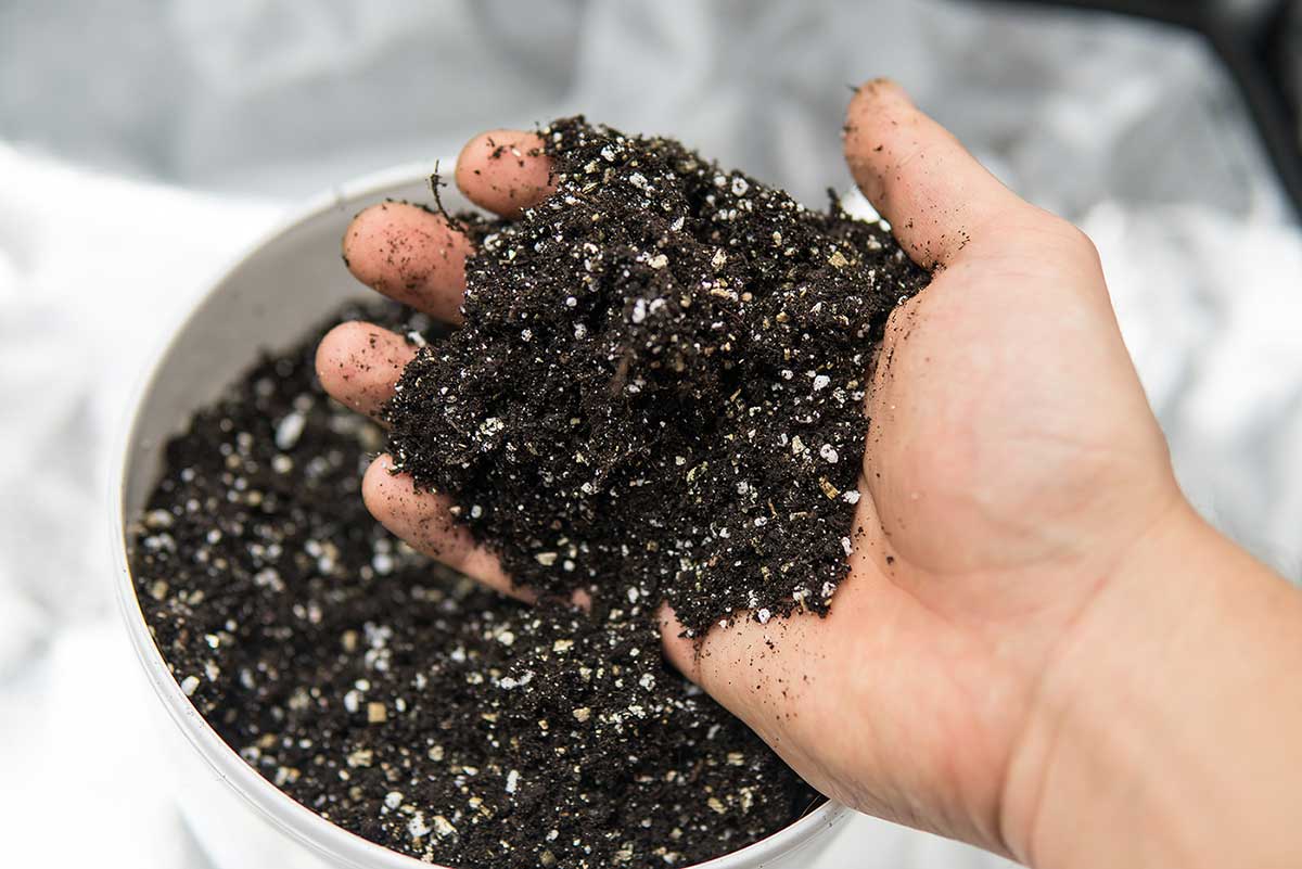 How to Grow Cannabis with Organic Super Soil – A Super Soil Recipe
