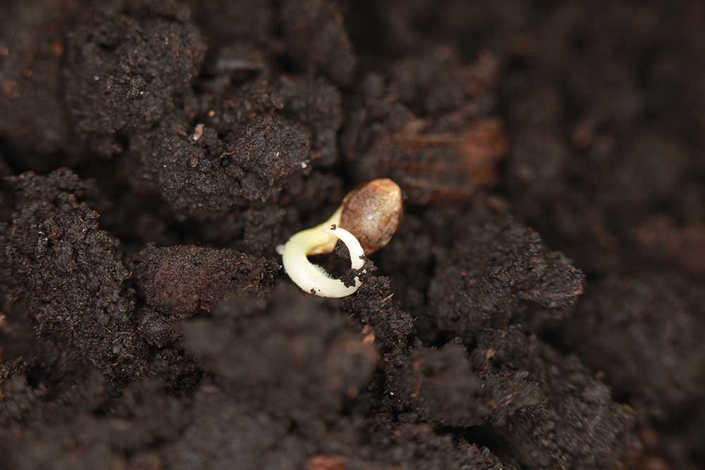 How to Grow Marijuana from Seed