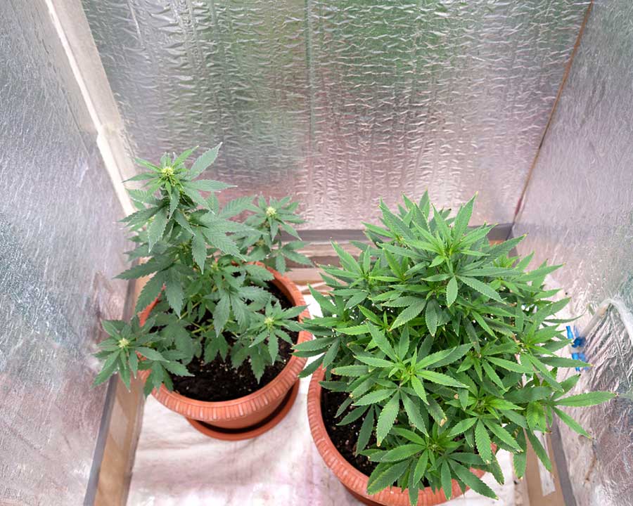 How to Make your Own Feminized Marijuana Seeds