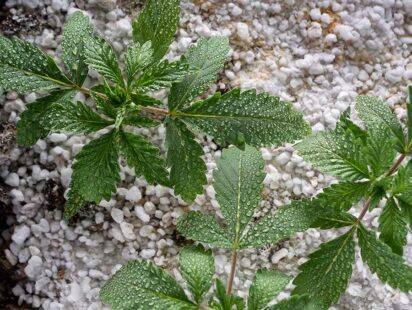Enhance Cannabis Growth with Perlite as Growing Medium 1