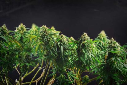Genetic Feminized Marijuana Seeds Are Genetically Engineered 1