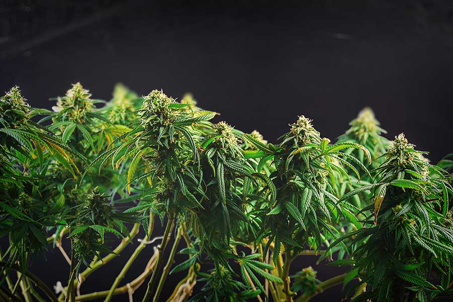 Genetic Feminized Marijuana Seeds Are Genetically Engineered: Fact or Fiction?