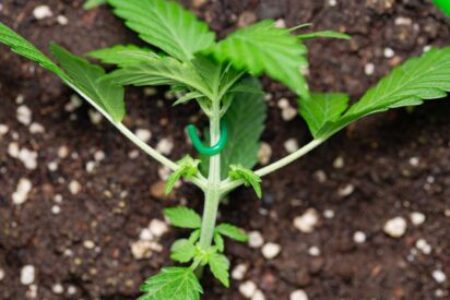 Low Stress Training For Your Cannabis Guide 1