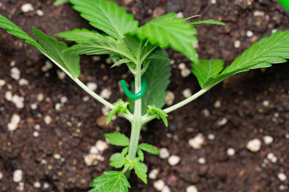 Low-Stress Training For Your Cannabis Guide