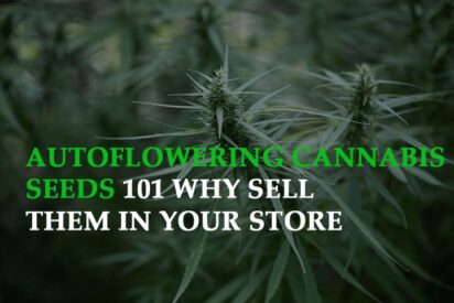 autoflowering cannabis seeds 101 why sell them in your store