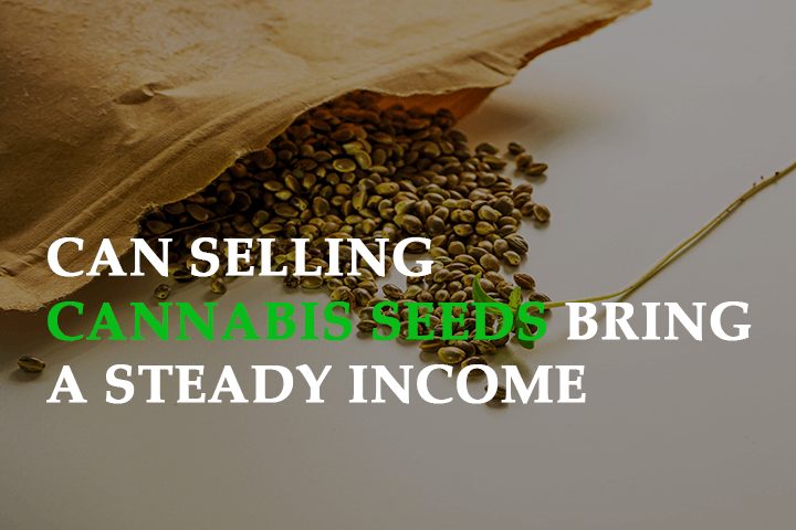 Can Selling Cannabis Seeds Bring a Steady Income to Retail Store Owners?