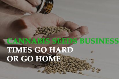 cannabis seeds business times go hard or go home