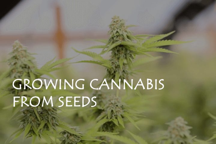 8 Incredible Benefits of Growing Cannabis from Seeds