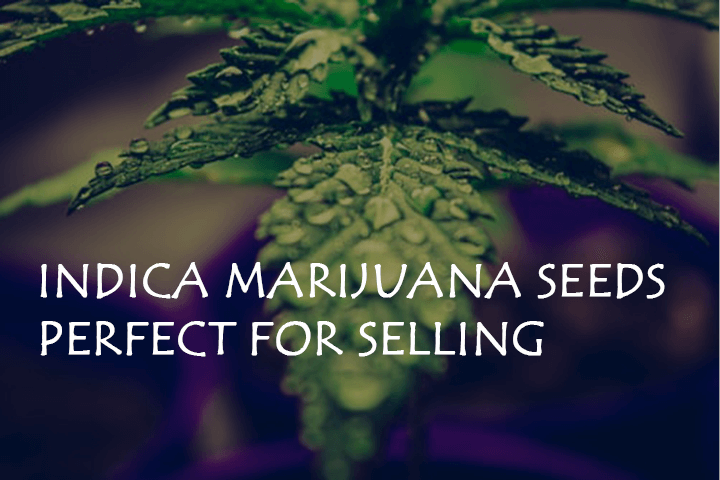 10 Best Selling Indica Marijuana Seeds Perfect for Selling