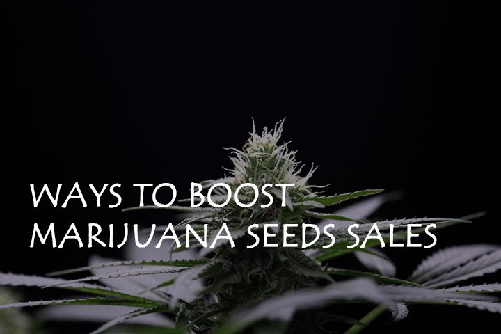 3 Ways to Boost Marijuana Seeds Sales – Tips for Seed Banks
