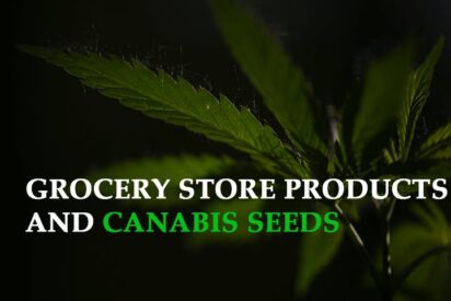 your grocery store products and cannabis seeds will get along like coffee and milk here are the top 3 reasons why
