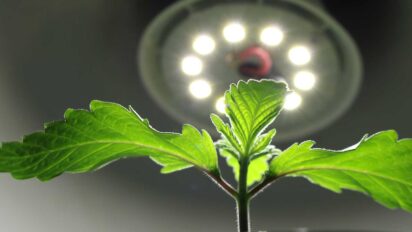 Learning How 12/12 Cultivation System Works In Cannabis Growing
