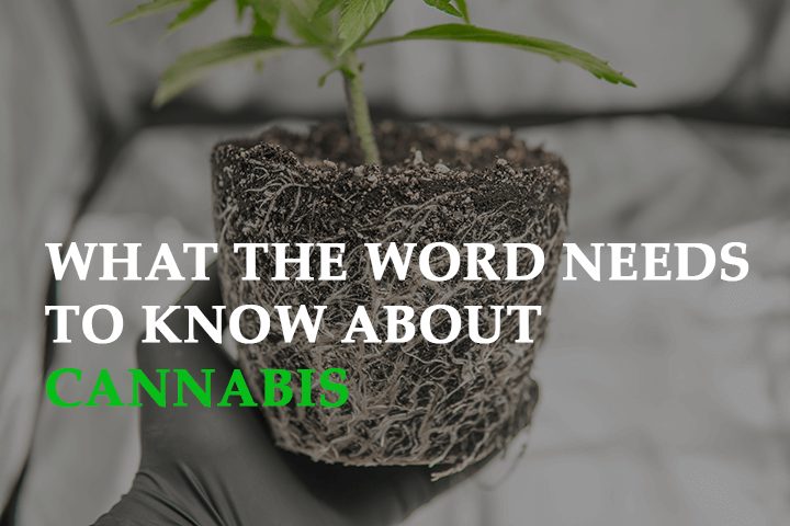 What The World Needs To Know About Cannabis-Made Eco Car
