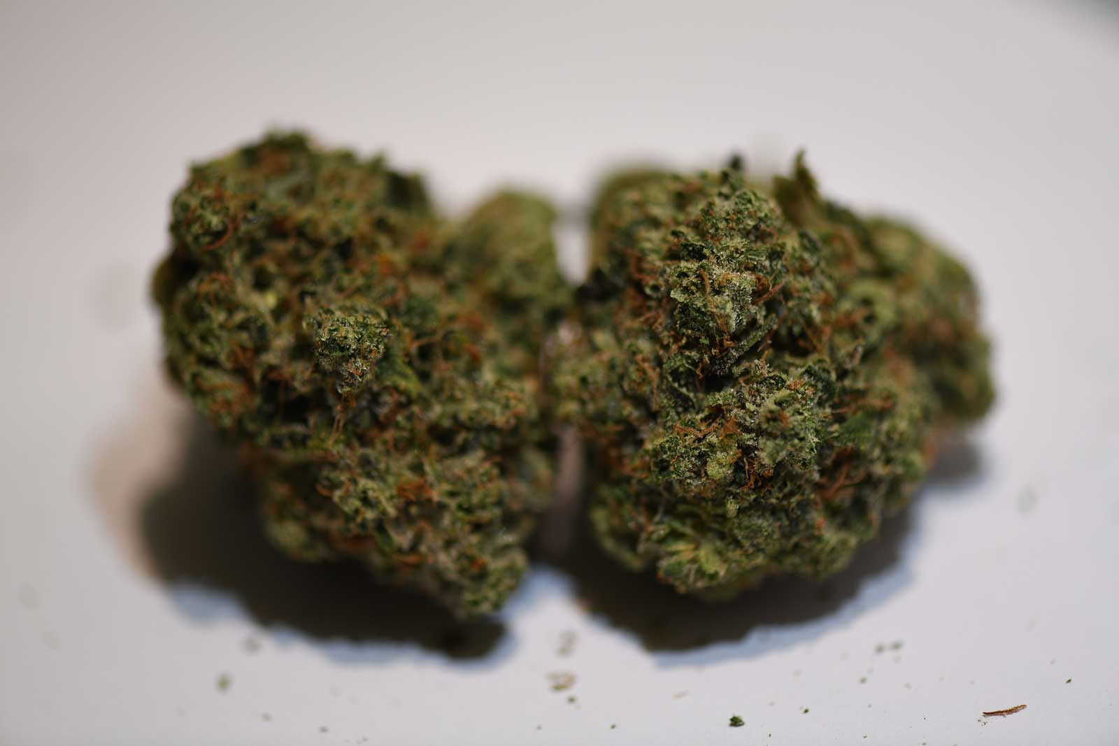 Expert Care Tips On How To Avoid Loose and Airy Marijuana Buds