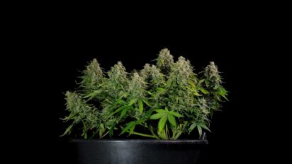 10 of the Smallest Weed Plant in the World