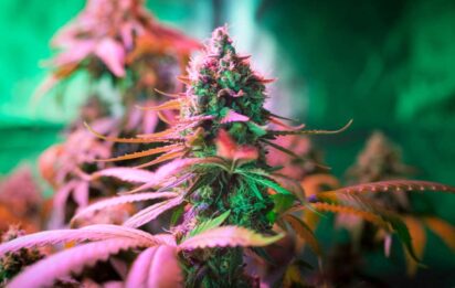6 Week Flowering Strains to Buy