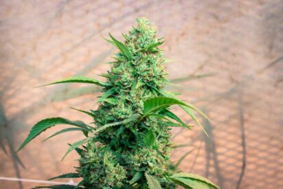 A Comprehensive Marijuana Autoflower Growing Guide