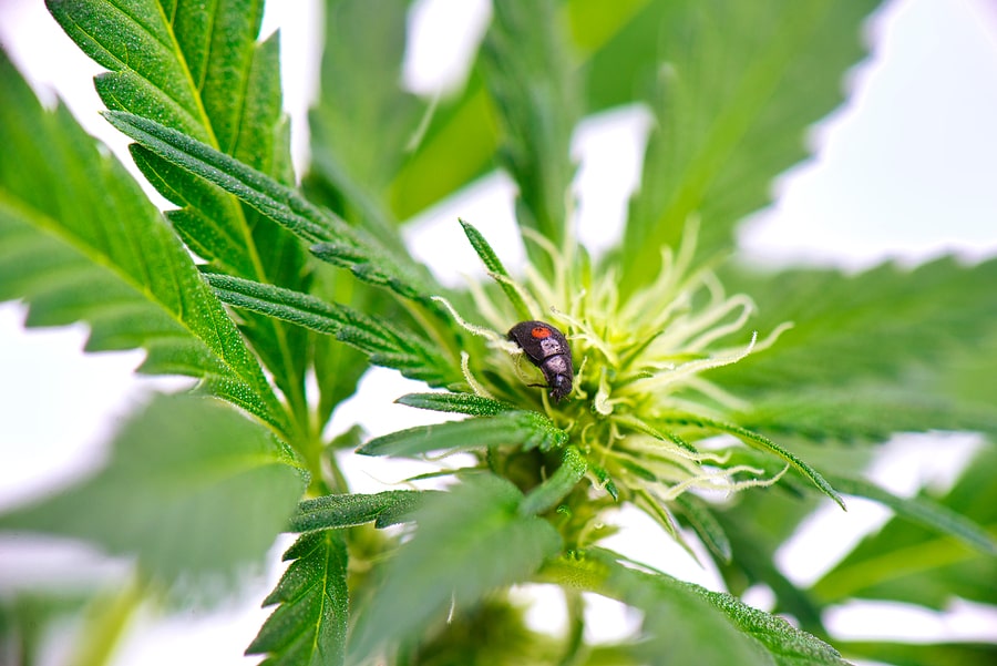 Autoflower vs Photoperiod: What is Their Difference?