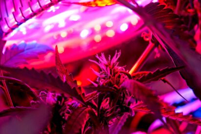 Best Grow Lights for Cannabis