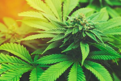 Best Strains to Grow in Maine