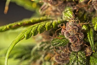 Best Weed In The World Must Buy For Stoners