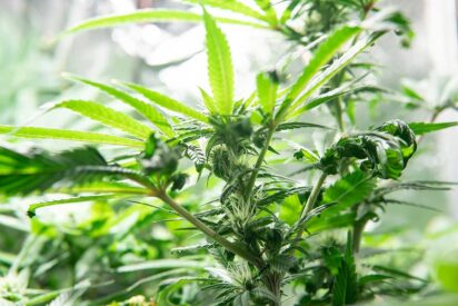 Cannabis Leaves Curling Up