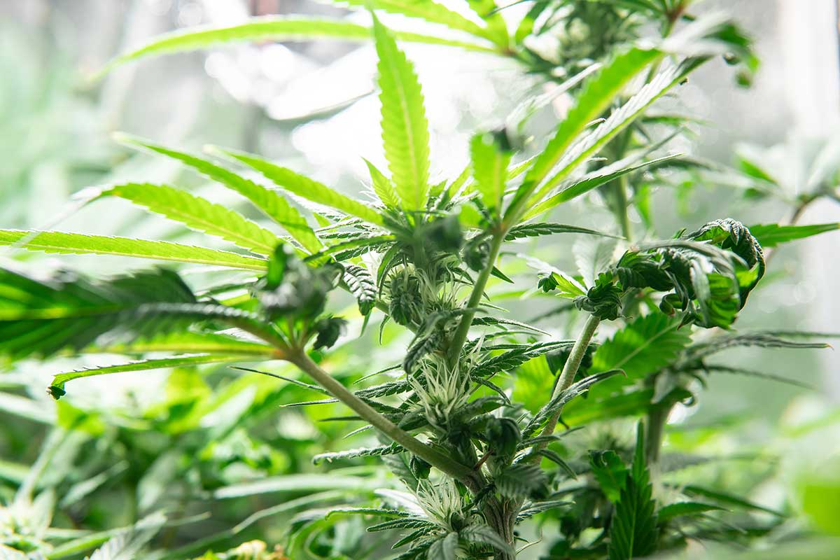 Cannabis Leaves Curling Up: Diagnoses and Fixes