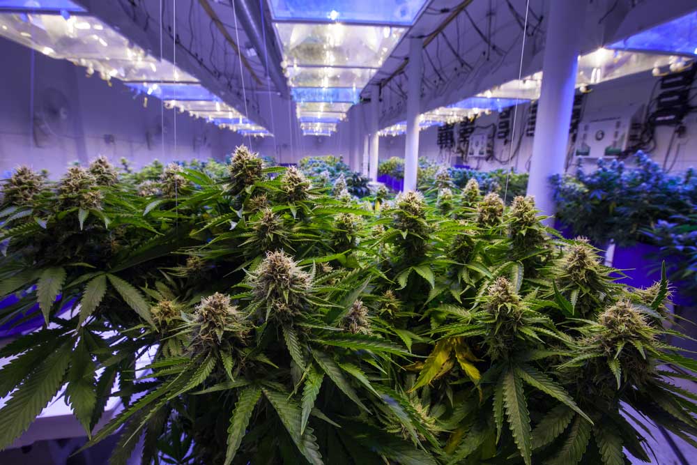 Cannabis Temperature 101: Maintaining a Perfect Condition for your Plants