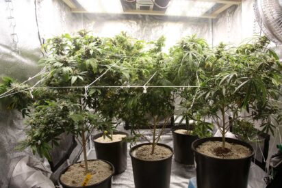 Cheapest Indoor Grow Set Up for Cannabis
