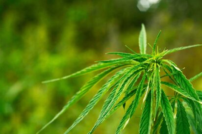 Common Cannabis Seedling Problems