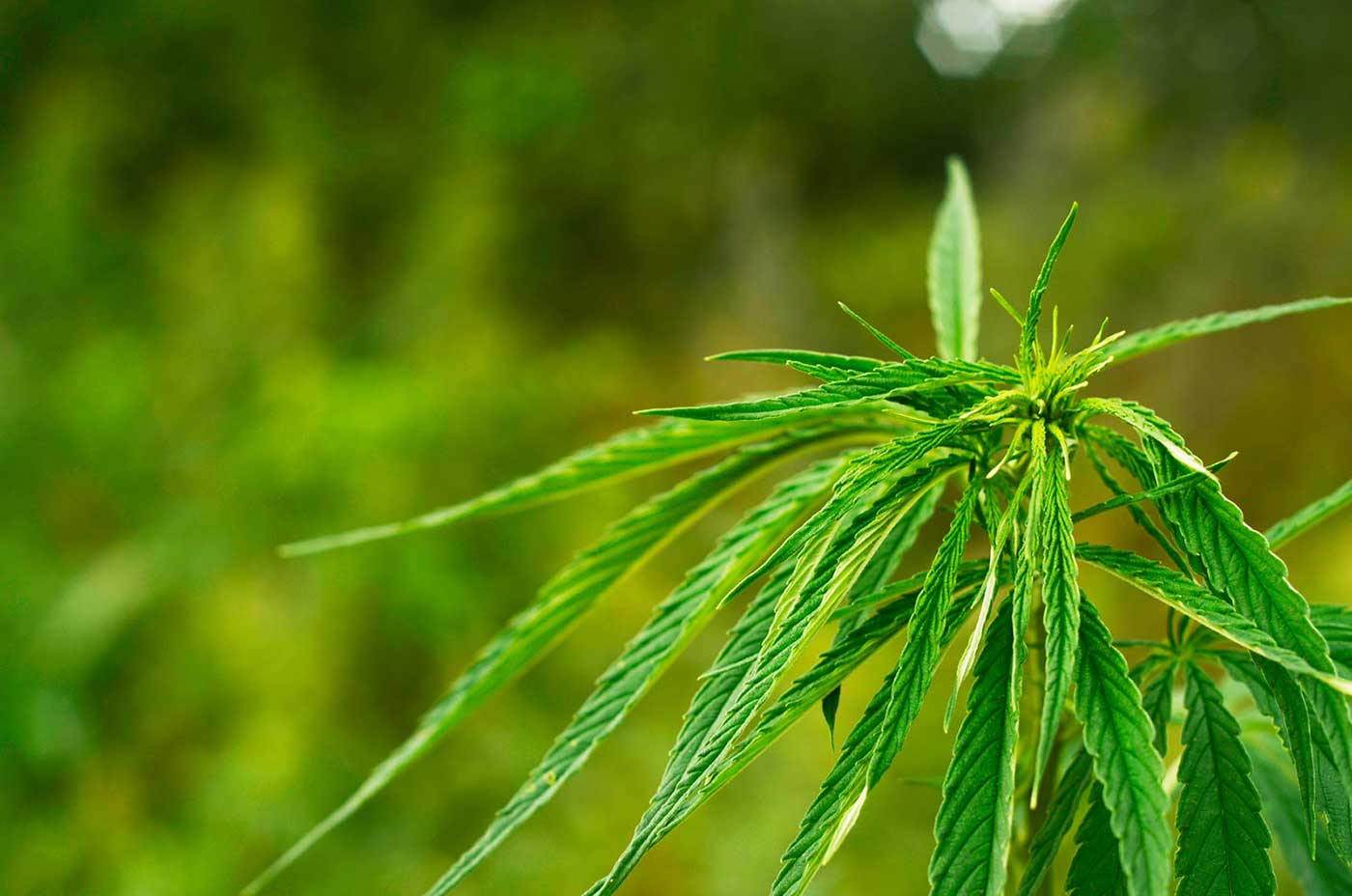 Common Cannabis Seedling Problems and How to Fix Them