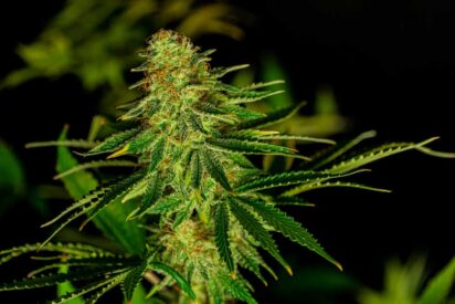 Different Types of Weed Comparison Effects and Benefits