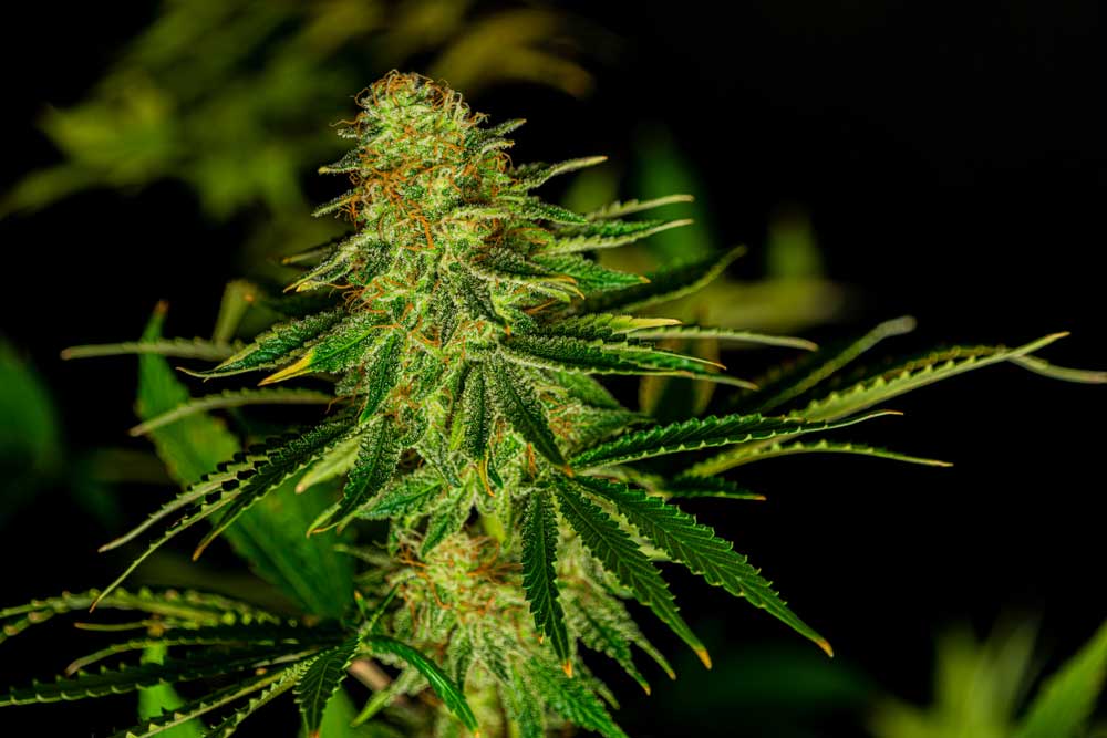 Different Types of Weed: Comparison, Effects, and Benefits