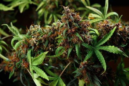 Do Feminized Weed Seeds Make Hermies
