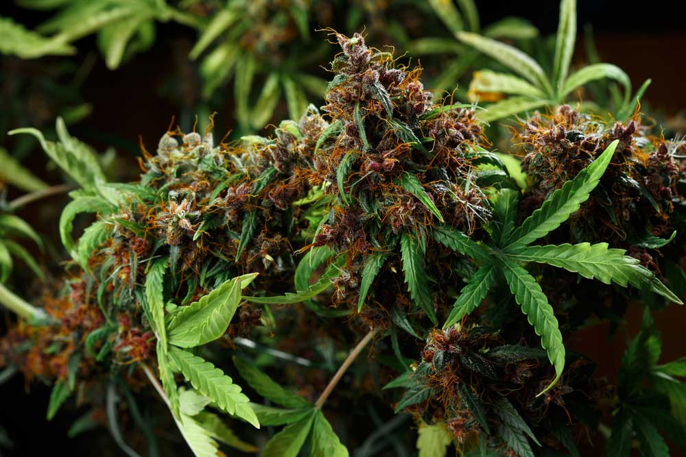 Do Feminized Weed Seeds Make Hermies?