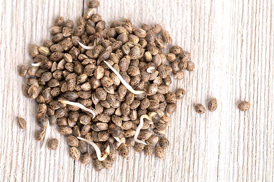 Do Marijuana Seeds Go Bad? What Buyers Need to Know