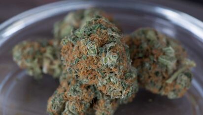 Everything You Need to Know about Hybrid Weed