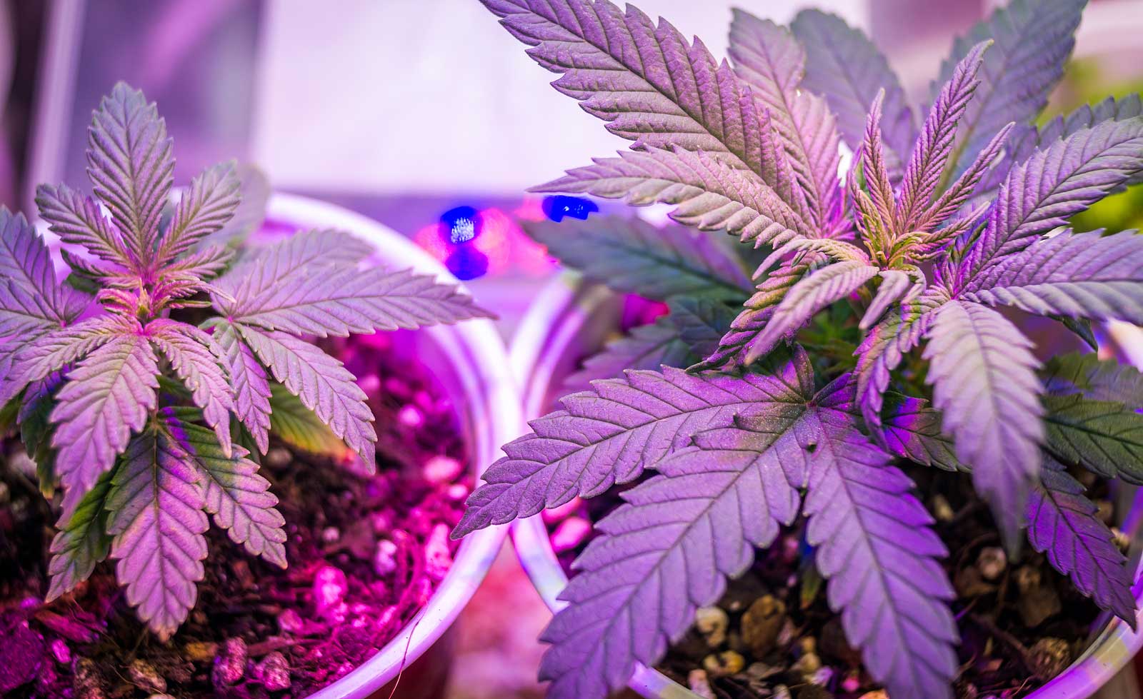 Feminized VS Auto Weed Seeds: Which is More Potent?