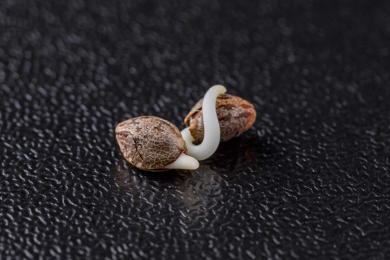 Forced Feminized Cannabis Seeds: What Are the Risks?