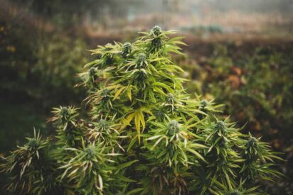 What You Need to Know in Growing Weed in California