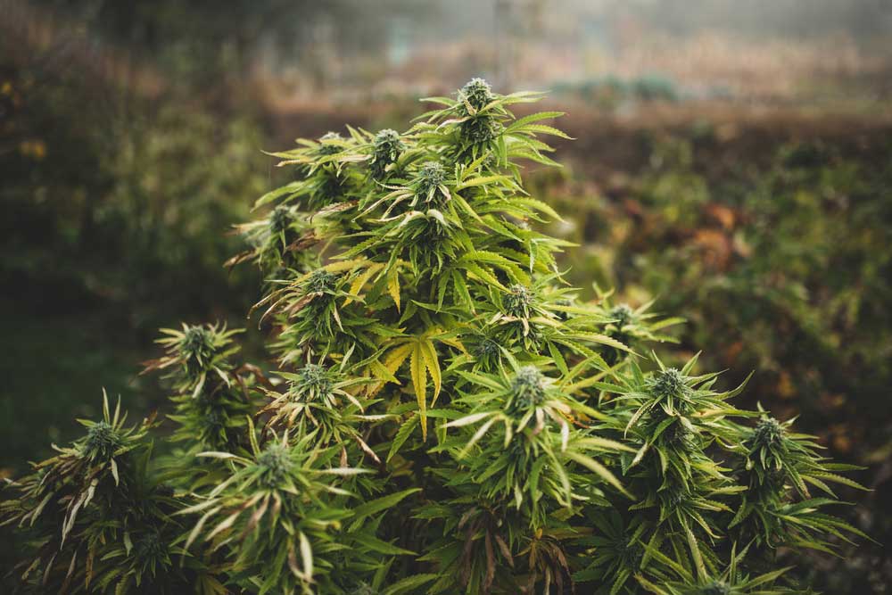 Growing Weed in California: What You Need to Know